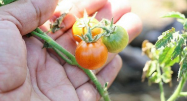 Způsoby boje proti mšicím na rajčatech